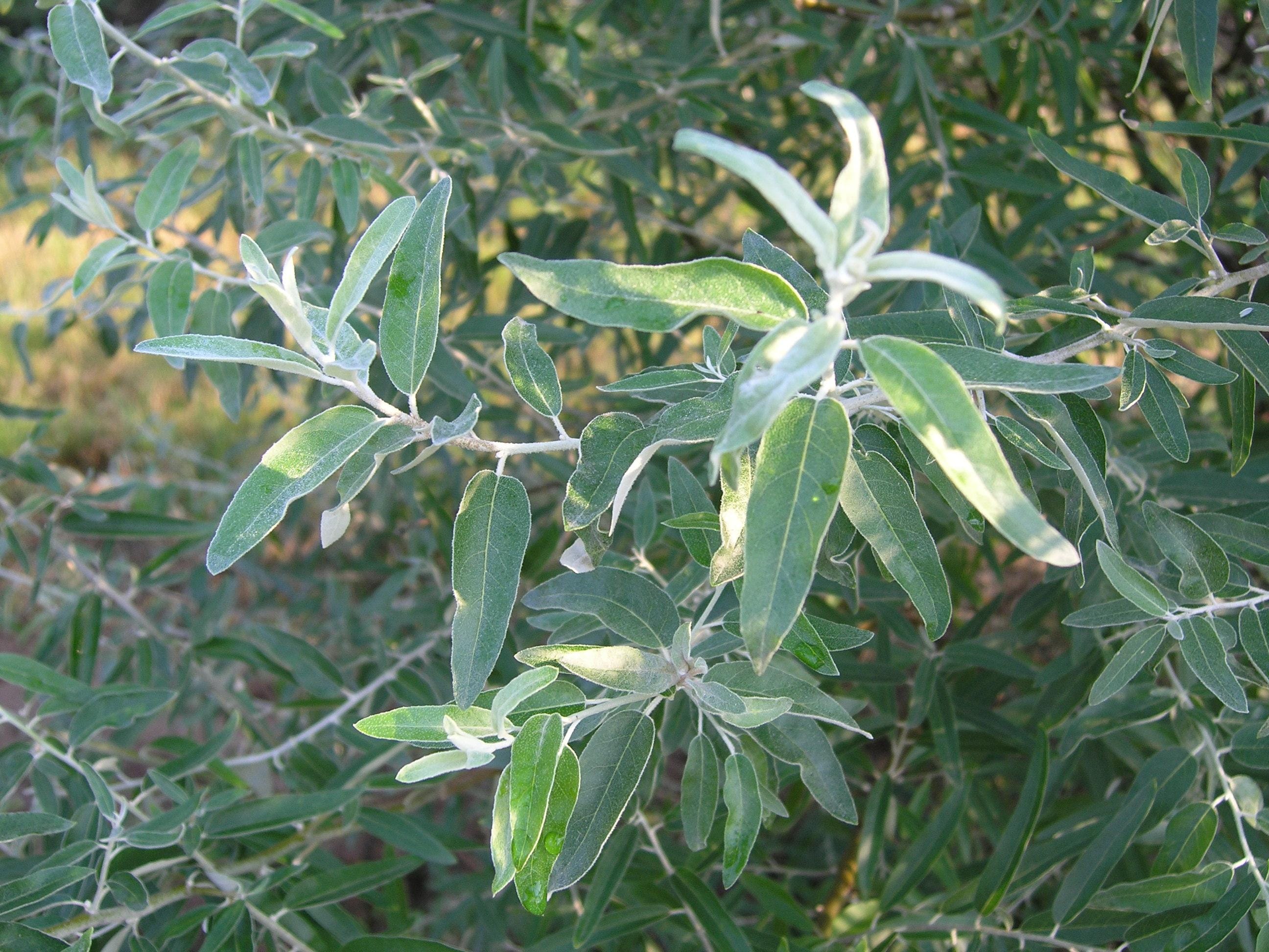 Elaeagnus angustifolia